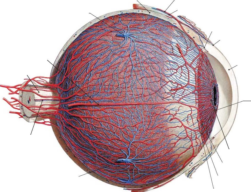 Кровеносные сосуды глаза
