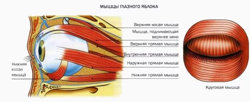 Расположение глазных мышц